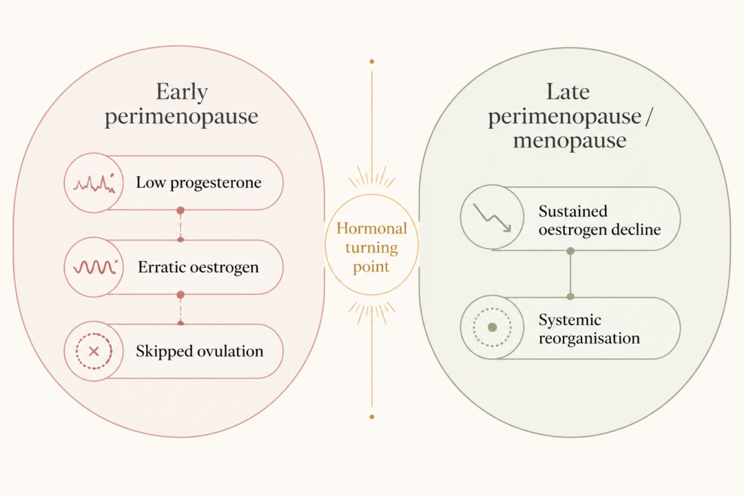 Perimenopause and Menopause Explained 1 2 hormonal phases