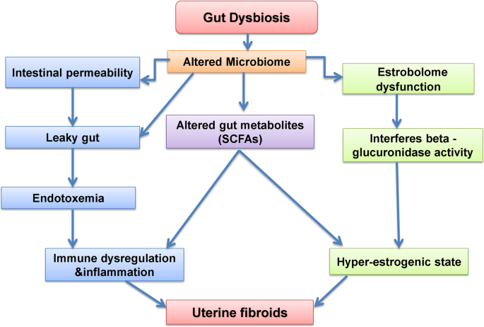 Uterine Fibroids: What They Are, Why They Grow and What Helps 4 gut microbiome